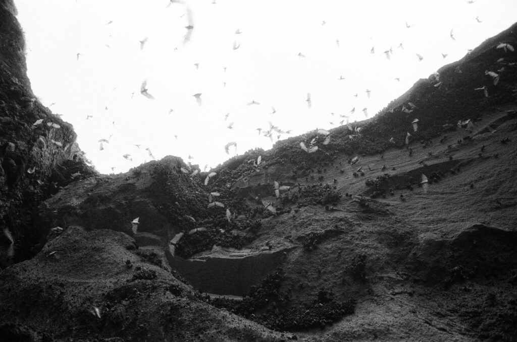 Migrating bats flying