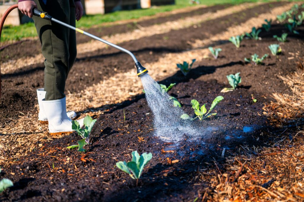 Gardener watering vegetable