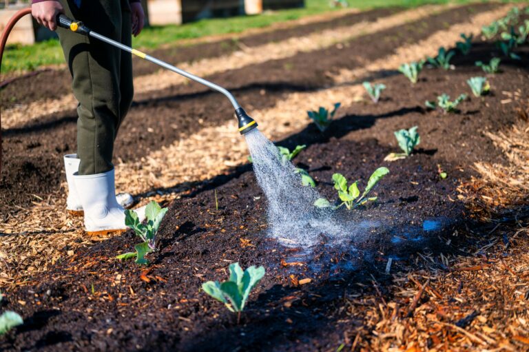 How to water seedlings after transplanting so they don’t die from stress