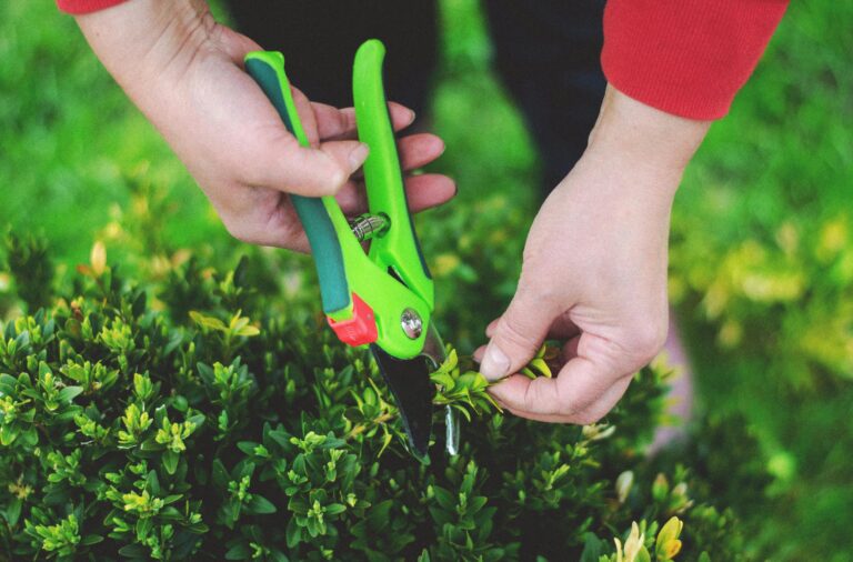 How to prune currants after flowering to boost yields up to threefold