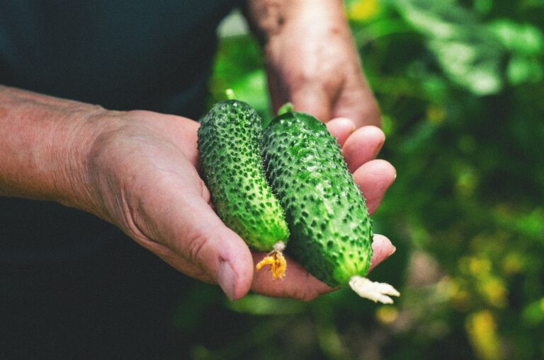 How to boost cucumber harvests with a simple bread-based fertilizer