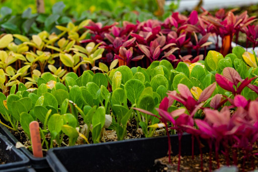 Companion planting mixed