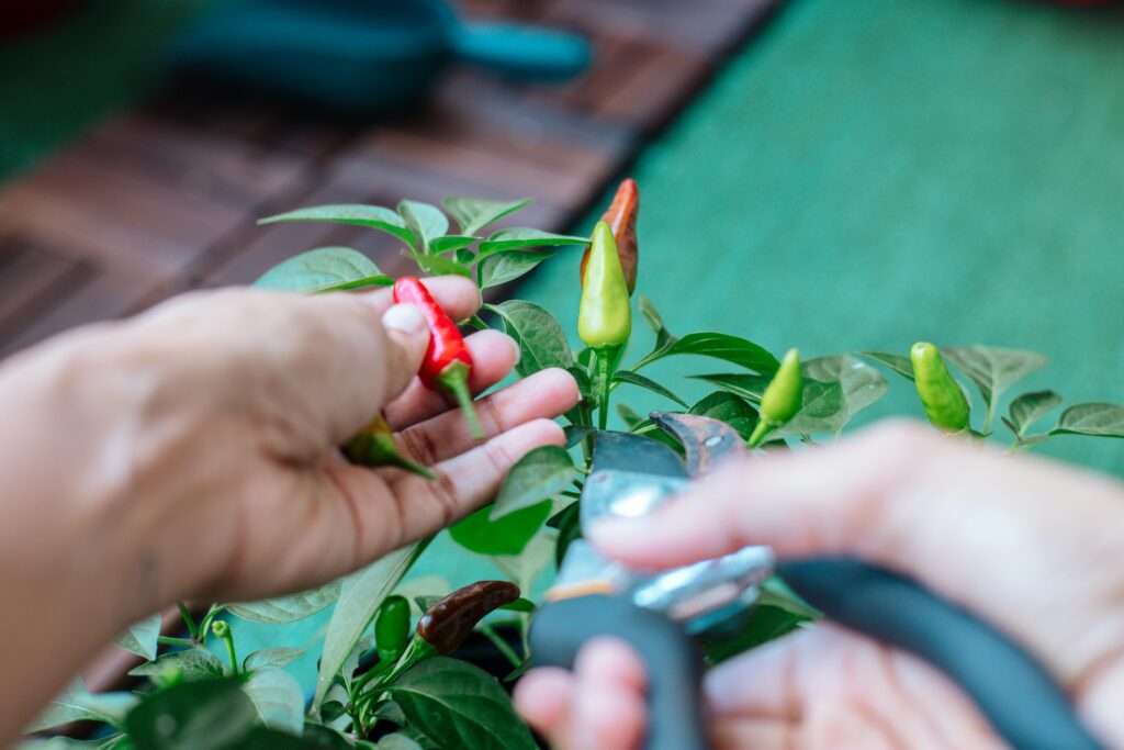 Home gardener pruning