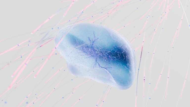 Japanese lab-grown brain circuits reveal how the thalamus shapes cortical development