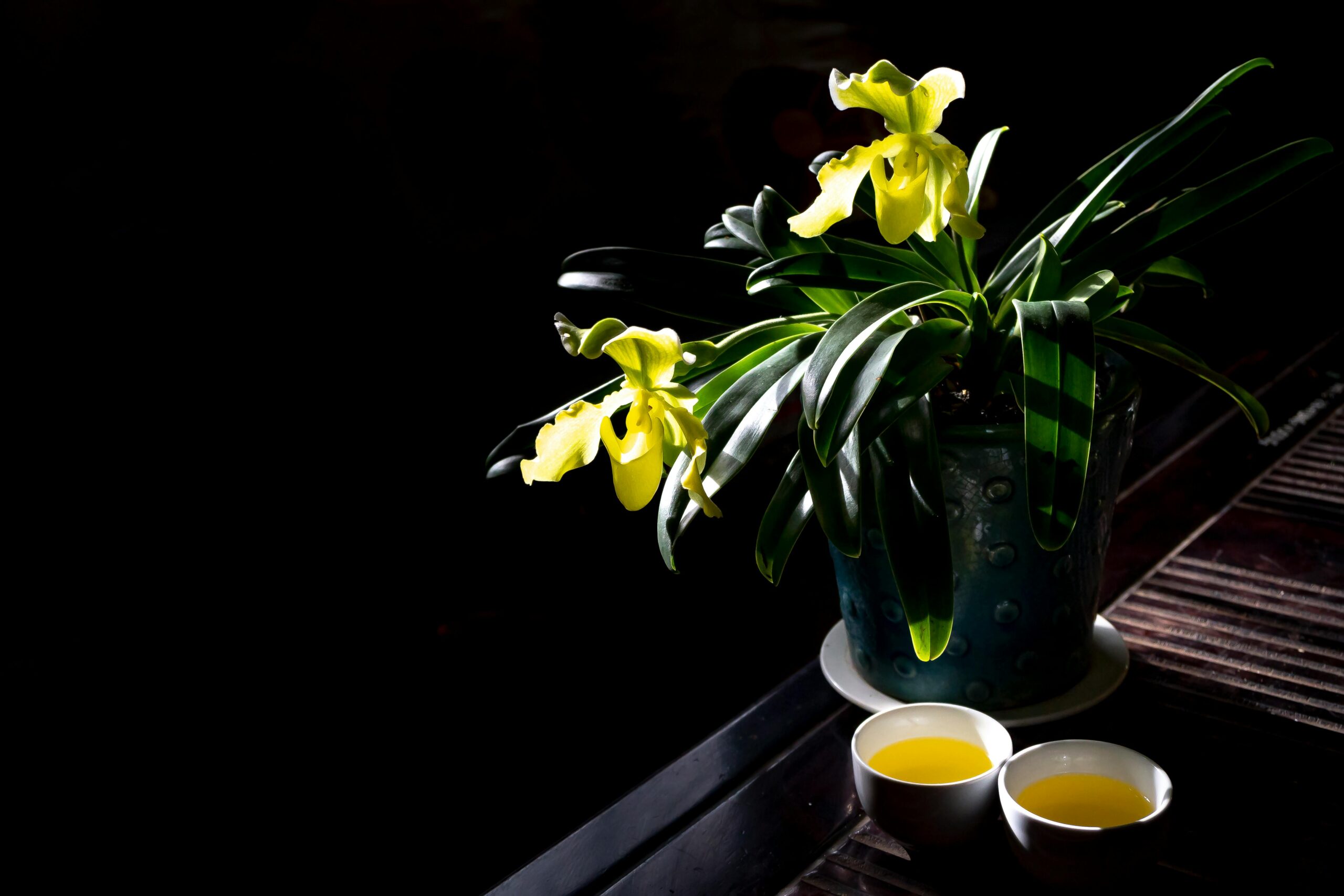 Close orchid plant