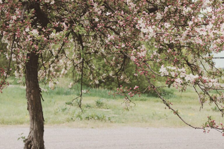 How to feed cherry trees in spring for a heavy crop: three fertilizers by growth phase