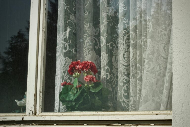 How to prepare pelargoniums in May for lush summer flowering