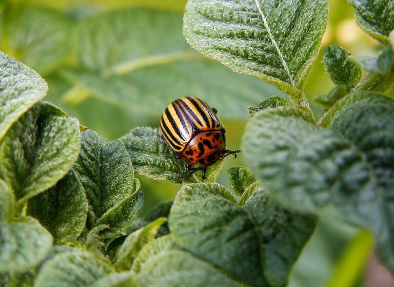 How to protect potatoes from wireworm using iodine solution in the planting hole