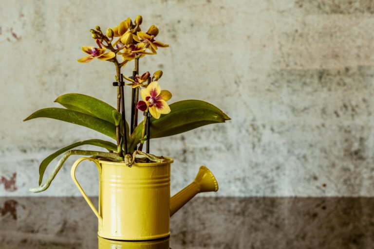 How to feed orchids with black tea and coffee grounds in May